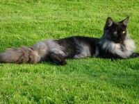 /album/nightblaze/a5214372282-914deeb675-ms-jpg/