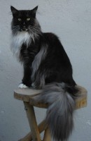 /album/nightblaze/eneajuni3d-jpg/