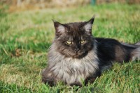 /album/nightblaze/chats-maine-coon-fb116124-fbf5-4d44-d52b-e609f7351770-jpg/