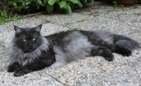 /album/nightblaze/mainecoon-blacksmoke2-jpg/