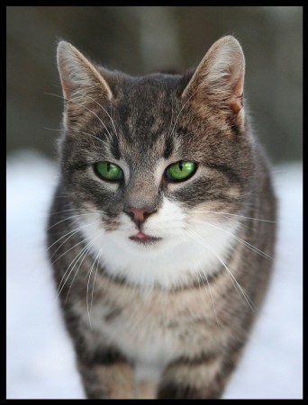 Hazelface