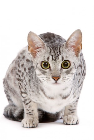 Silvertail