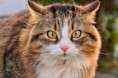 Medicine cat