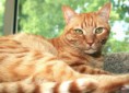 Cheetahnose