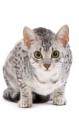 Silvertail