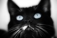 Midnightmoon