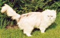 Lionfur