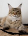 Lynxheart